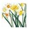 Narcissus &amp; Daffodil Floral Greetings Card