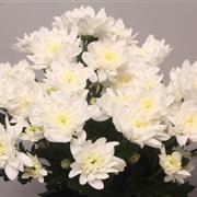 White Double Chrysanthemum Baltica