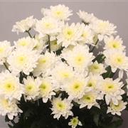 White Double Chrysanthemum Euro