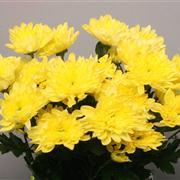 Yellow Double Chrysanthemum Baltica