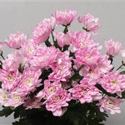 Pink Double Chrysanthemum Baltica