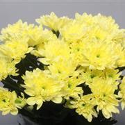 Cream Double Chrysanthemum Baltica