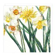 Narcissus &amp; Daffodil Floral Greetings Card
