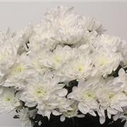 White Double Chrysanthemum Pina Colada