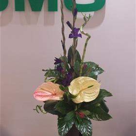 fwthumbAnthurium-Bamboo-Table-Display-Corporate-Flowers-Rays-Florist.jpg