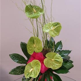 fwthumbCorporate-Office-Display-Green-Anthuriums.jpg