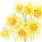 Daffodils Floral Art Greetings Card