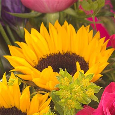 Sunflower Sensation Handtied Bouquet Rays Florist Flower Delivery