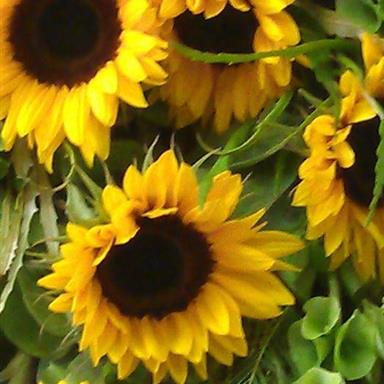 Sunflower Tied Sheaf Funeral Tributes By Rays Florist