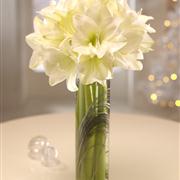 Winter White Elegance