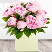 Perfect Peonies