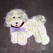 Bichon Frise Dog Funeral Tribute 2D