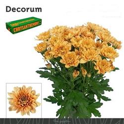 Orange Double Chrysanthemum Bartoli