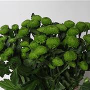Green Chrysanthemum Spray