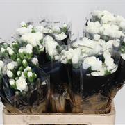 Spray Carnations White