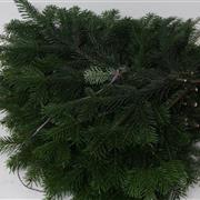 Nordman Fir 5kg