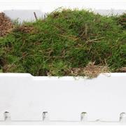 Flat Moss Box