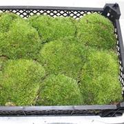 Bolmos Fresh Cushion Moss