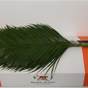 Palm Leaf Bunch 80cm