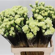 Spray Carnations Jade Green