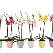 Phalaenopsis Orchid Plant
