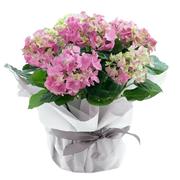 Hydrangea Plant