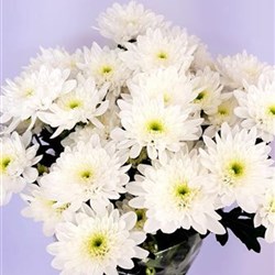 White Double Chrysanthemum Bonita