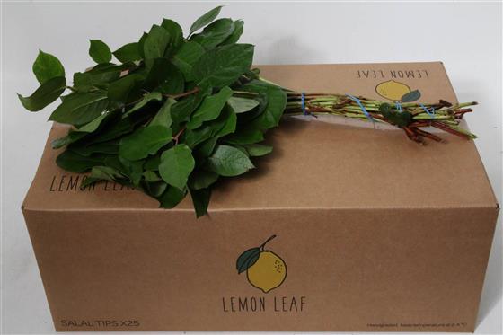 Foliage and Greenery Collection