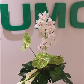 fwthumbCorporate-Business-Office-Flowers-Anthurium.jpg