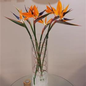 fwthumbCorporate-Office-Reception-Display-Strelitzia.jpg