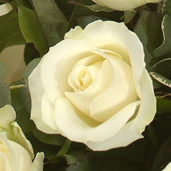 A Dozen White Roses Bouquet | Rays Florist 01252 311966