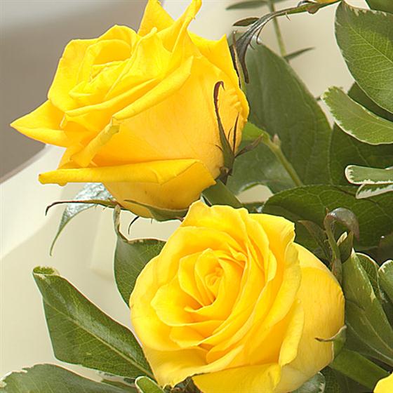 Dozen Yellow Roses - Brighten Any Occasion with Joyful Blooms