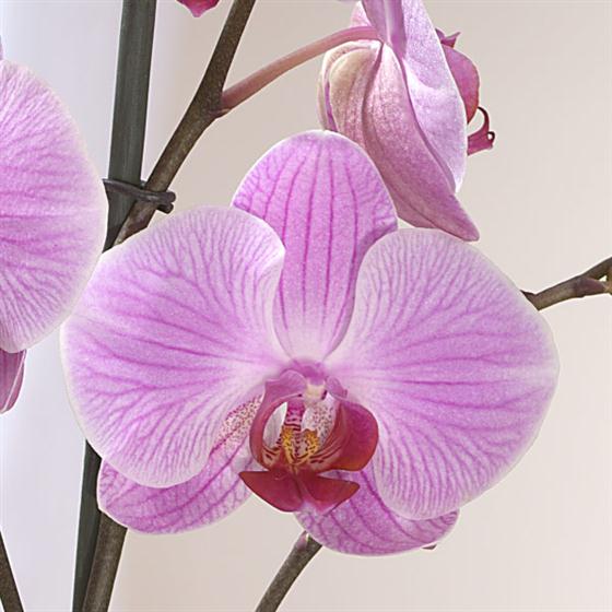 Elegant Beauty Plant Rays Florist Plant Delivery