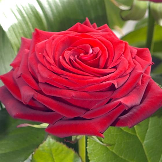 Eternity 12 Red Naomi Roses Rays Florist Valentine Flower Delivery